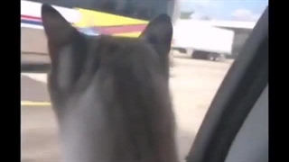 گربه میگه i love you