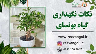 نکات نگهداری گیاه بونسای