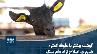 گوشت بیشتر با علوفه کمتر؛ ضرورت اصلاح نژاد دام سبک