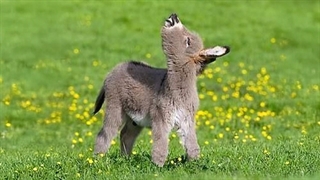 حیوانات بامزه‌ترین حیوانات دنیا هستند 