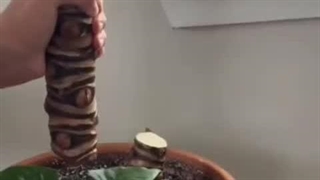 چرا برگ های بابا آدم زرد میشود؟