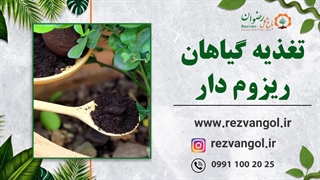 تغذیه گیاهان ریزم دار