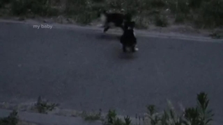 "شـــبـــتـــون بـــه زیـــبـــایـــی گـــوربـــاه"