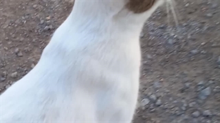 دوست گربه ۲