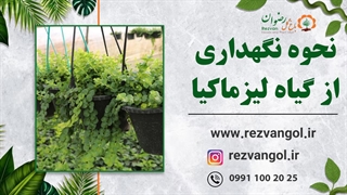 نحوه نگهداری از گیاه لیزماکیا