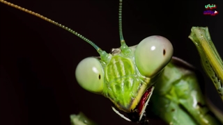 دنیای شگفت انگیز آخندک دعا خوان - حشره ای مرموز و خطرناک