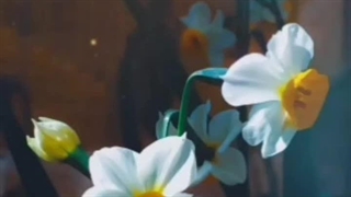 حامد زمانی-تو هفته ای دوبار