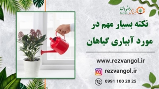 نکات بسیار مهم در مورد آبیاری گیاهان