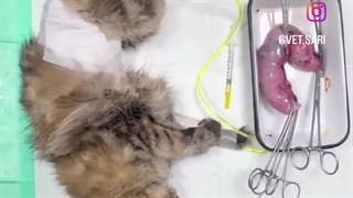 کلینیک دامپزشکی صادقی صدر ساری