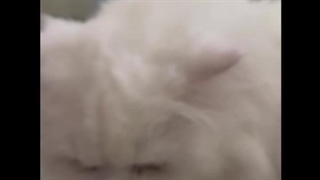 کیلینیک دامپزشکی و پت شاپ جام جم ساری