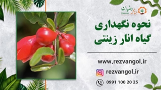 نحوه نگهداری گیاه انار زینتی