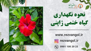 نحوه نگهداری گیاه ختمی ژاپنی