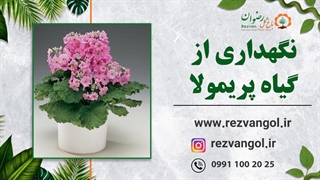 نگهداری از گیاه پریمولا