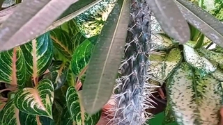 علت راه روش راهکارپرپشت خوشرنگ گیاهان بیرونی له شدن توقف تکثیر چند شاخه برگ جدید جوانه رشد سریع افوربیا نخل ماداگاسکار نازیخی