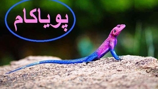 دنــیــای مـرمـوز خـزنــــدگـان