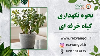 نحوه نگهداری گیاه خرفه ای