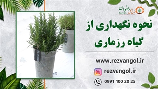 نحوه نگهداری از گیاه رزماری