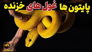 چه اتفاقی می‌افته وقتی یک مار یک جگوار را می‌خوره؟