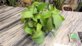 دلیل کوچک شدن برگ پتوس و درمان