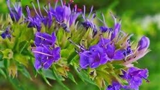 عوارض مصرف بیش از حد و خودسرانه زوفا