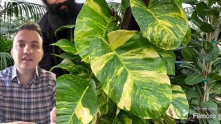 راز پهن شدن برگ پتوس و رشد فوق‌العاده آن در خانه