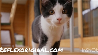 راهنمای انتخاب غذای رفلکس