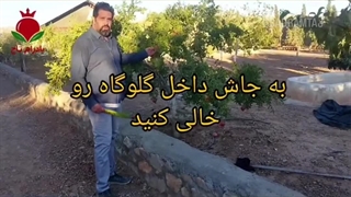 پرچم زدا انار نخر ! برای کرم گلوگاه کارایی نداره