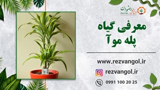 نحوه نگهداری گیاه پله موآ