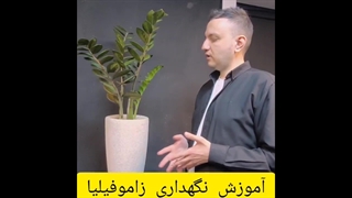 نگهداری زامیفولیا؛ راز سبز ماندن گیاهی کم‌توقع و جذاب