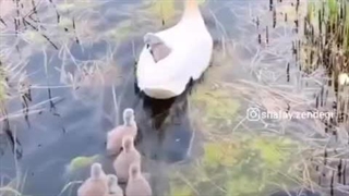 ته تغاریا رو جدی بگیرید (کپ)