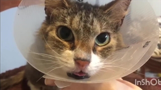 درمان خانگی برای گربه‌هایی با پوست خارش‌دار و ملتهب – تسکین آلرژی