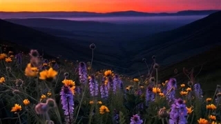 توکل بر خدا - سوره توبه آیه ۱۲۹ (قرآن مهر)