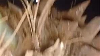 صادرات نخل خرما