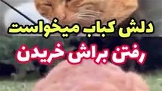 واسه گربه مظلوم کباب خریدن آدم عاشق گربه حیوانات پاک خوب عالی مومن دلسوز رمانتیک