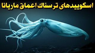 اسکوییدهای اعماق درازگودال ماریانا انگار از یه سیاره دیگه اومدن