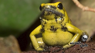 فقط کافیست این قورباغه را لمس کنی تا دوبار بمیری!