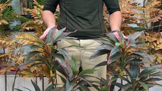 خرید درختچه مصنوعی سه‌کوپه دراسینا ابلق با ارتفاع ۱ متر، انتخابی خاص و چشم‌نواز برای دکوراسیون شما!