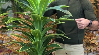 خرید درختچه مصنوعی دراسینا بلالی با ارتفاع ۱۶۰ سانت، انتخابی شیک و طبیعی برای دکوراسیون داخلی شما!