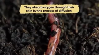 علوم تجربی چهارم دبستان | درس یازدهم: بی‌مهره‌ها | کرم‌ها