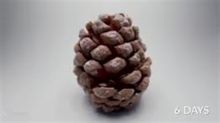 علوم تجربی چهارم دبستان | درس دوازدهم: گوناگونی گیاهان | تایم‌لپس کاج