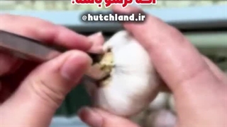 خواص سیر و عسل برای سلامتی