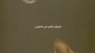گربه جون