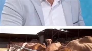 چرا صنعت شترداری را کسی تبلیغ نمی کند؟ تعارض منافع!