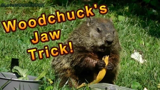 ترفند فک موش خرما قسمت سوم، ۲۰۲۵! چرا دندان‌های بالایی حرکت نمی‌کنند؟