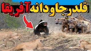 حیوانی که از سم نمی_میره… و قوانین طبیعت آفریقا رو به_هم ریخت!