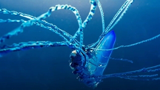 مرد پرتغالی مرگبار در جنگ | سیاره آبی ۲