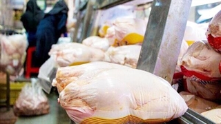 اگر گاز و برق را هم آزاد حساب می‌کردند باز هم من مرغ تولید می‌کردم