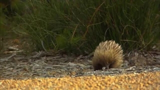 بیولوژی شگفت_انگیز پلاتیپوس