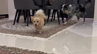 وقتی سگ حسودی میکنم