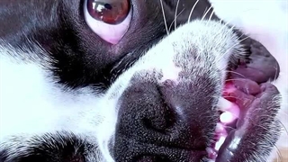 خنده دار از سگ از دست ندید